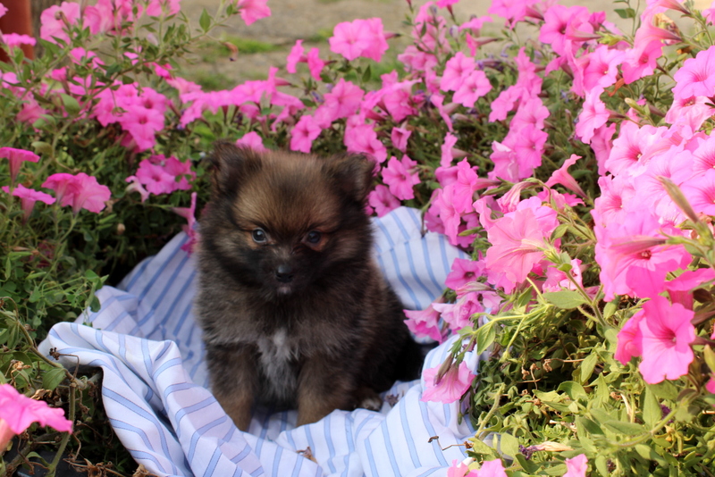 puppy, for, sale, Pomeranian, Matthew B. Stoltzfus, dog, breeder, Gap, PA, dog-breeder, puppy-for-sale, forsale, nearby, find, puppyfind, locator, puppylocator, aca